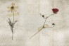 Carta da Parati GLL22A-STILL-LIFE - GLAMORA
