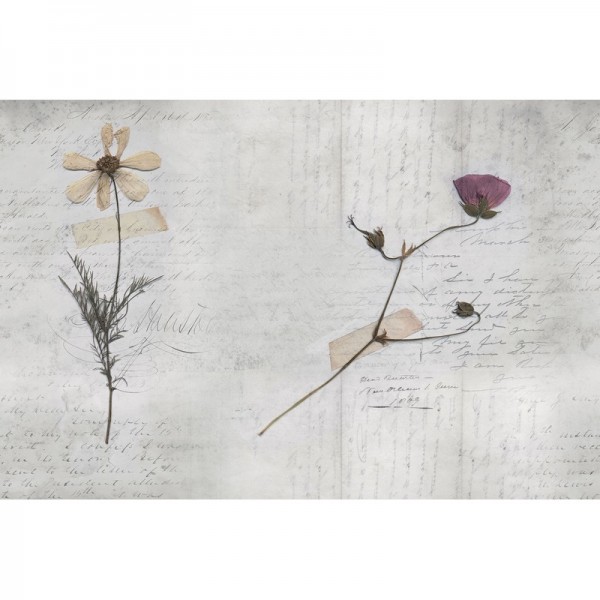 Tapete GLL23A-STILL-LIFE - GLAMORA Tapete GLL23A-STILL-LIFE - GLAMORA