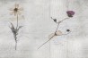 Tapete GLL23A-STILL-LIFE - GLAMORA