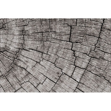 Papel de parede MANTIS GLCR022 - GLAMORA