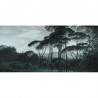 Carta da Parati PINE-TREES DOM1510 - LES DOMINOTIERS