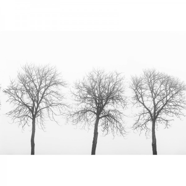 Carta da Parati R12981 Tree Soldiers - REBEL WALLS Carta da Parati R12981 Tree Soldiers - REBEL WALLS