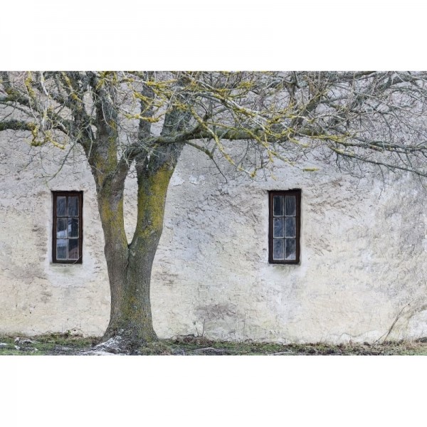 Papel de parede R13631 Under The Tree - REBEL WALLS Papel de parede R13631 Under The Tree - REBEL WALLS