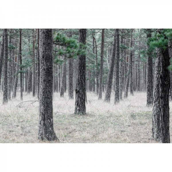 Wallpaper R13711 Pine Forest - REBEL WALLS Wallpaper R13711 Pine Forest - REBEL WALLS
