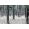 Wallpaper R13711 Pine Forest - REBEL WALLS