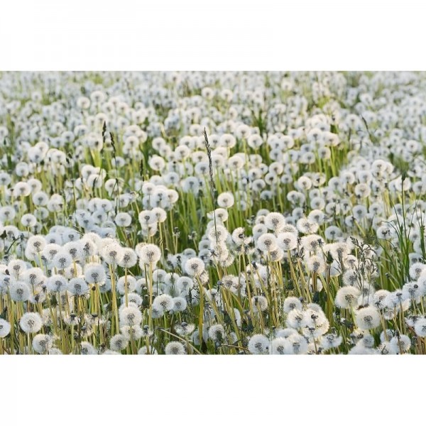 Papier peint R16351 Dandelions - REBEL WALLS Papier peint R16351 Dandelions - REBEL WALLS
