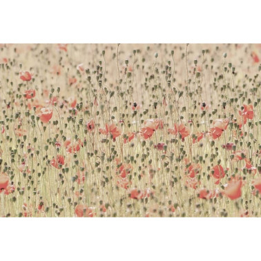 Carta da Parati R16391 Poppies - REBEL WALLS