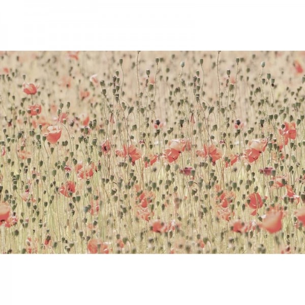 Papier peint R16391 Poppies - REBEL WALLS Papier peint R16391 Poppies - REBEL WALLS