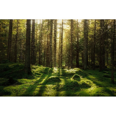 Tapete R16641 Forest Bath - REBEL WALLS
