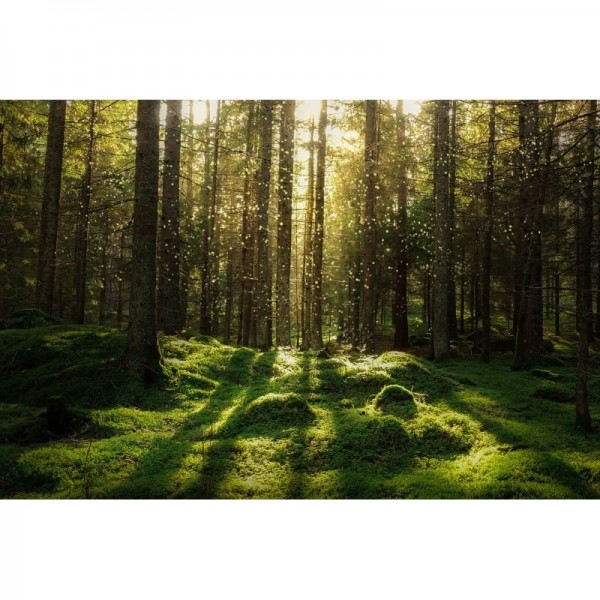 Tapete R16641 Forest Bath - REBEL WALLS Tapete R16641 Forest Bath - REBEL WALLS