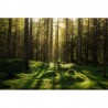 Tapete R16641 Forest Bath - REBEL WALLS