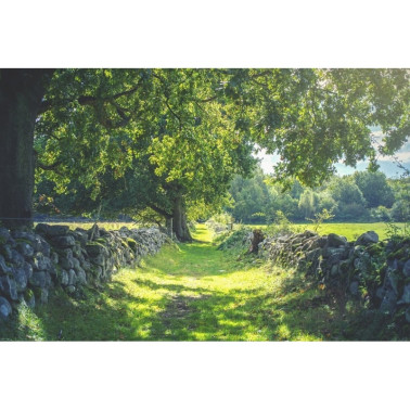 Tapete R16651 Early Summer - REBEL WALLS