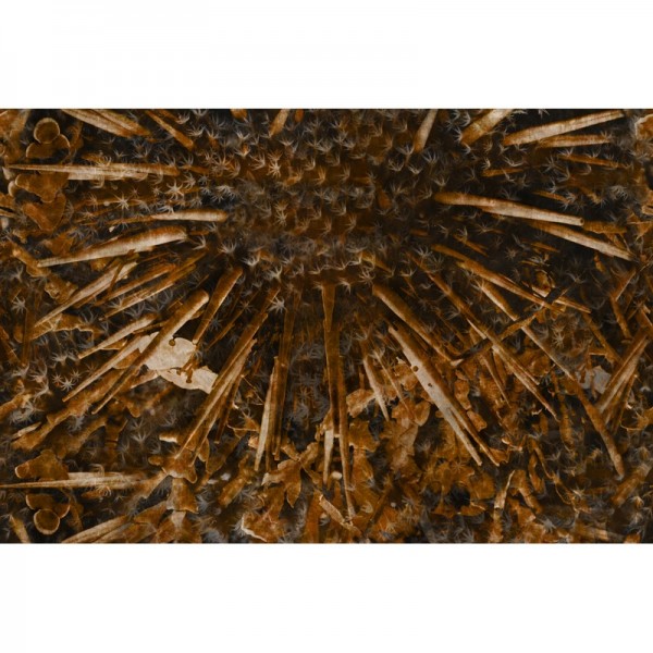 Carta da Parati SPIN GLEV122B - GLAMORA Carta da Parati SPIN GLEV122B - GLAMORA