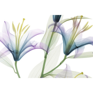 Carta da Parati DANDY GL1001A - GLAMORA