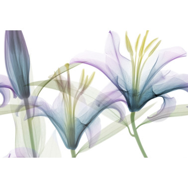 Carta da Parati DANDY GL1001B - GLAMORA