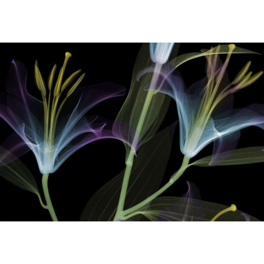 Carta da Parati DANDY GL1003A - GLAMORA