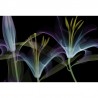 Carta da Parati DANDY GL1003B - GLAMORA