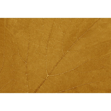 Carta da Parati FOUR SEASONS GL2032B - GLAMORA