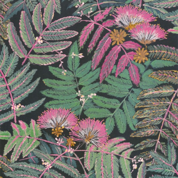 Albizia 85897490 Albizia 85897490