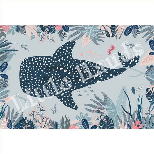 Shark whale Shark whale