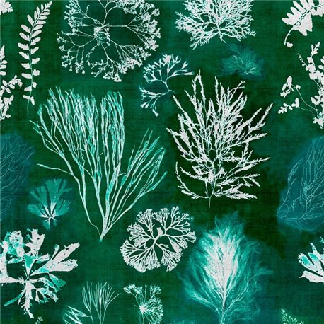 Algae Moss WP20296 Algae Moss WP20296