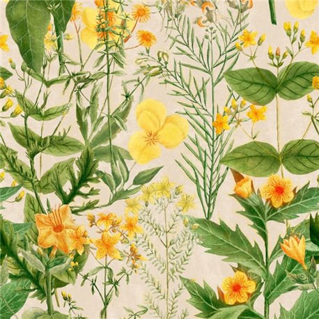 Mimulus WP20323 Mimulus WP20323