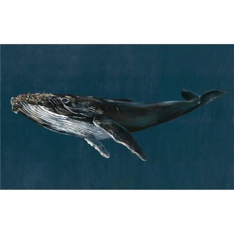 Humpback Whale Ocean 9500100 Humpback Whale Ocean 9500100