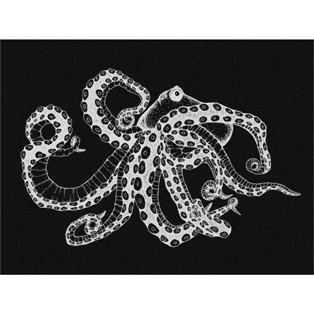 Octopus X Ray Black 9500802 Octopus X Ray Black 9500802