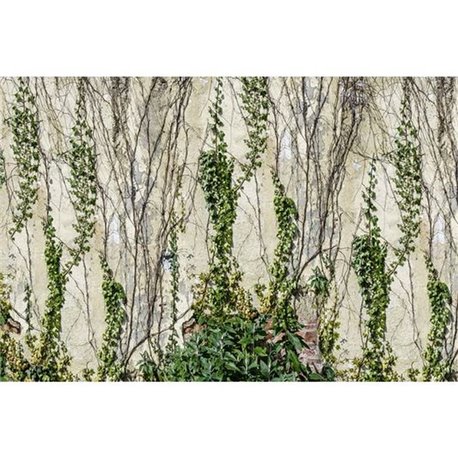Climbing Ivy R17191 Climbing Ivy R17191