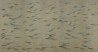 Fishes Full custom on Lead Grey India tea paper