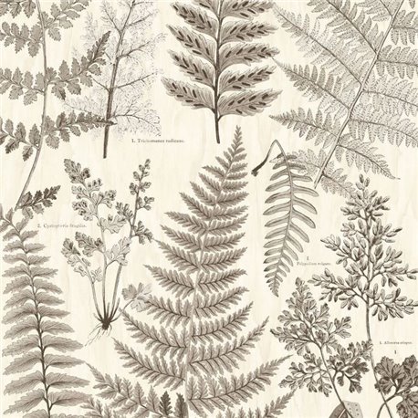 Herbarium Black 309018 Herbarium Black 309018