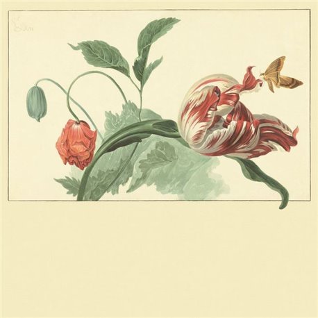 Tulip and Poppy Cream 309033 Tulip and Poppy Cream 309033