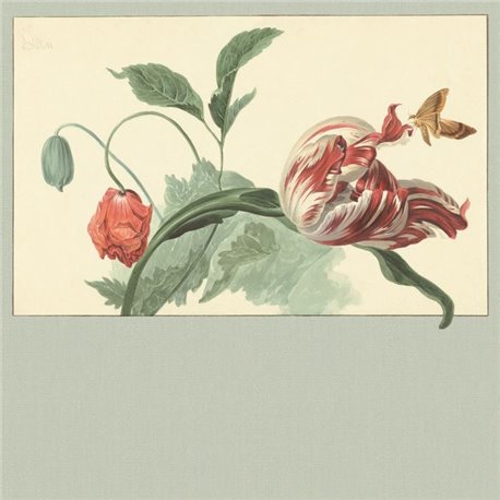Tulip and Poppy Sage 309034 Tulip and Poppy Sage 309034