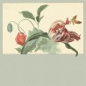 Tulipe et pâtisserie 309034