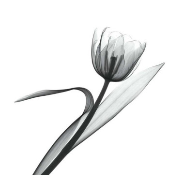 Papel Pintado INKXY1301 XRAY - INKIOSTRO BIANCO