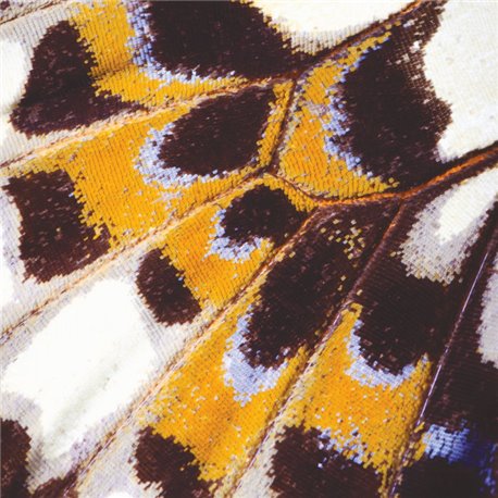 Mariposa M 87323418 Mariposa M 87323418