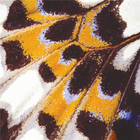 Mariposa S 87313418 Mariposa S 87313418
