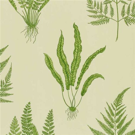Woodland Ferns DAPGWO102 Woodland Ferns DAPGWO102