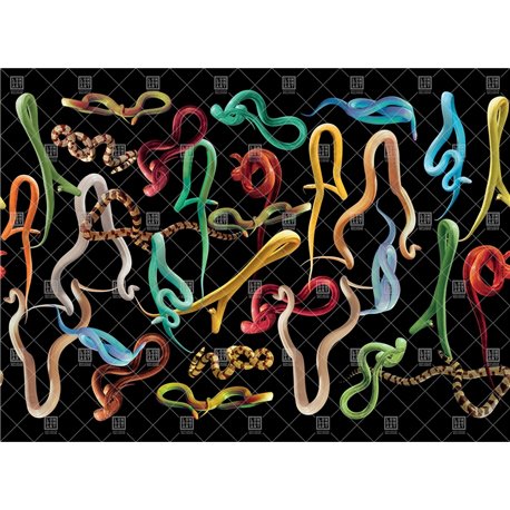 01TP-01 SNAKES STORM 01TP-01 SNAKES STORM