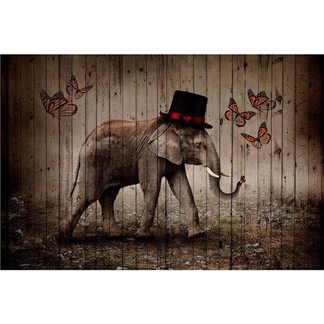 BUTTERFLY PHANT BUTTERFLY PHANT