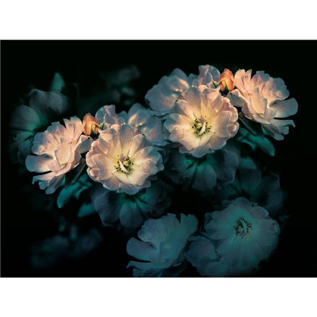 AROMA INKGLXY1902 AROMA INKGLXY1902