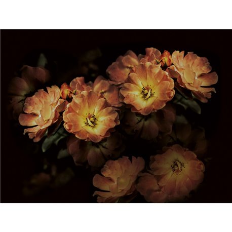AROMA INKGLXY1903 AROMA INKGLXY1903