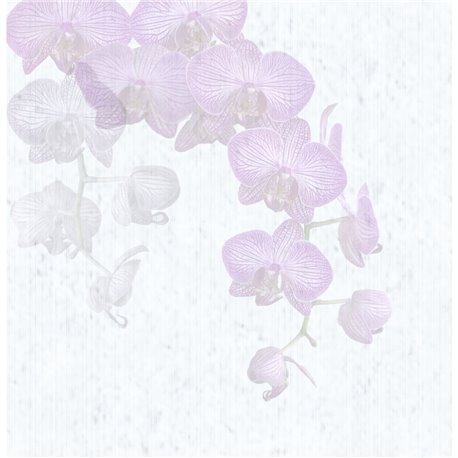 61206-ORCHIDALES-WHITE 61206-ORCHIDALES-WHITE