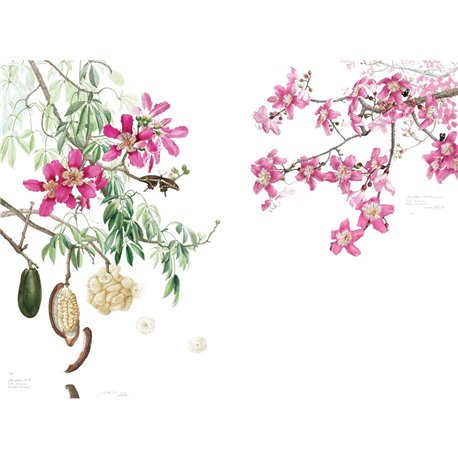 78611-2 CEIBA-PINK 78611-2 CEIBA-PINK