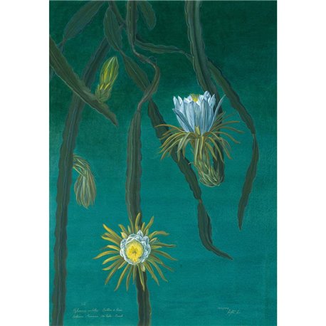 78613-4 HILOCEREUS-TEAL 78613-4 HILOCEREUS-TEAL