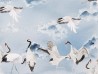 DANCINGCRANES AO-16