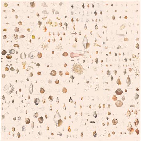 FOSSILE SOFT FOSSILE SOFT