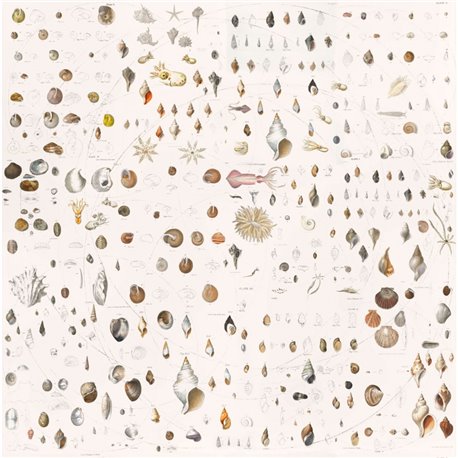 FOSSILE WHITE FOSSILE WHITE