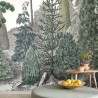 Pinede 87457206