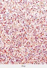 TERRAZZO ROUGE